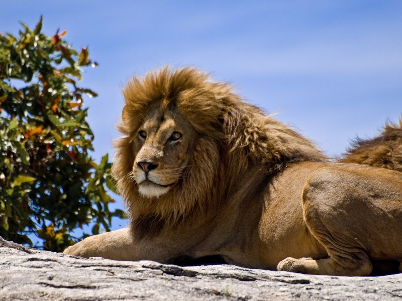Male lion with a full mane, Serengeti National Park, Tanzania.