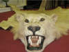 Trophy hunting should be considered a wildlife crime