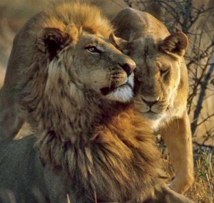   Lion trophy hunting and range state population numbers
