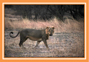 Western African lions - a tragedy or disgraceful neglect?