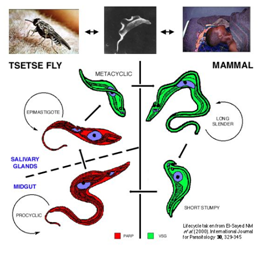 Why have the Tsetse Fly and the Parasite been called the best conservationists in Africa?