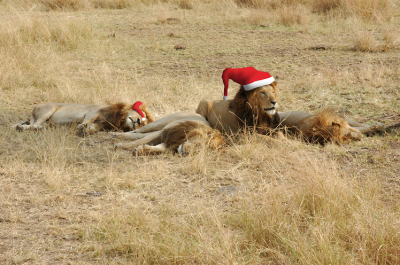 Xmas lions