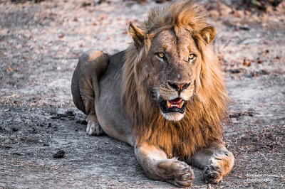 Zambia lions