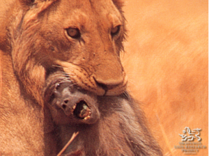 cultured-animals-1-7399654