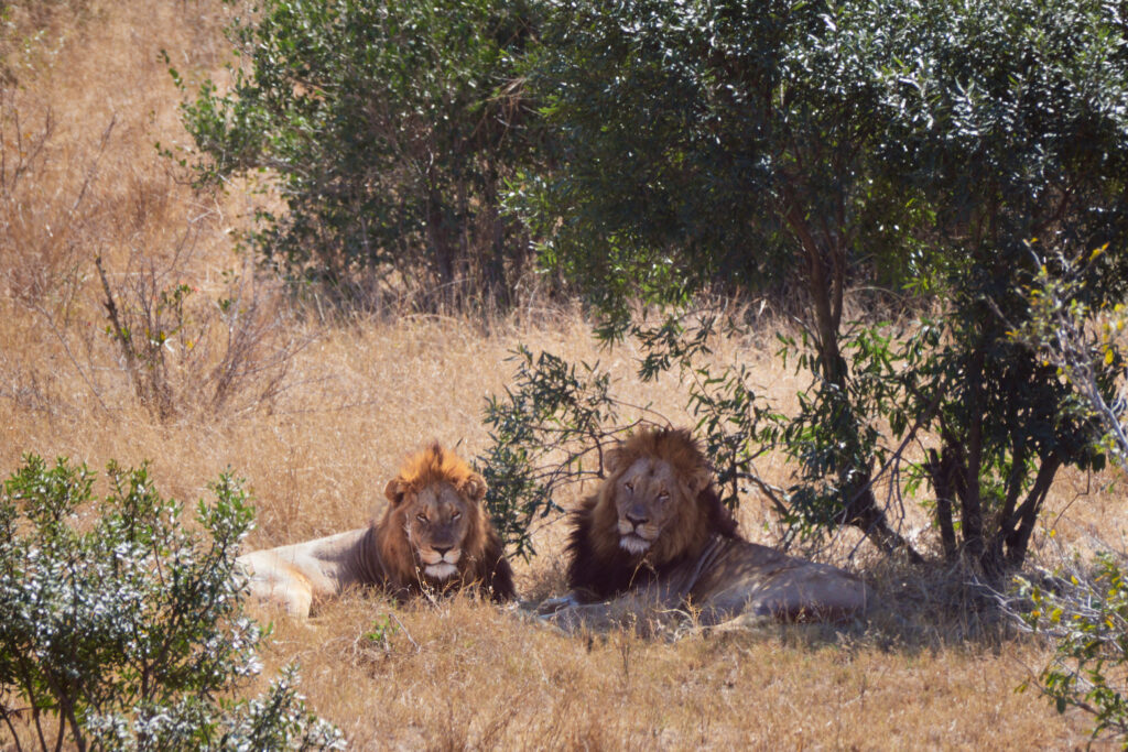 Kruger National Park, Part II- The Big 5 - Kruger3579