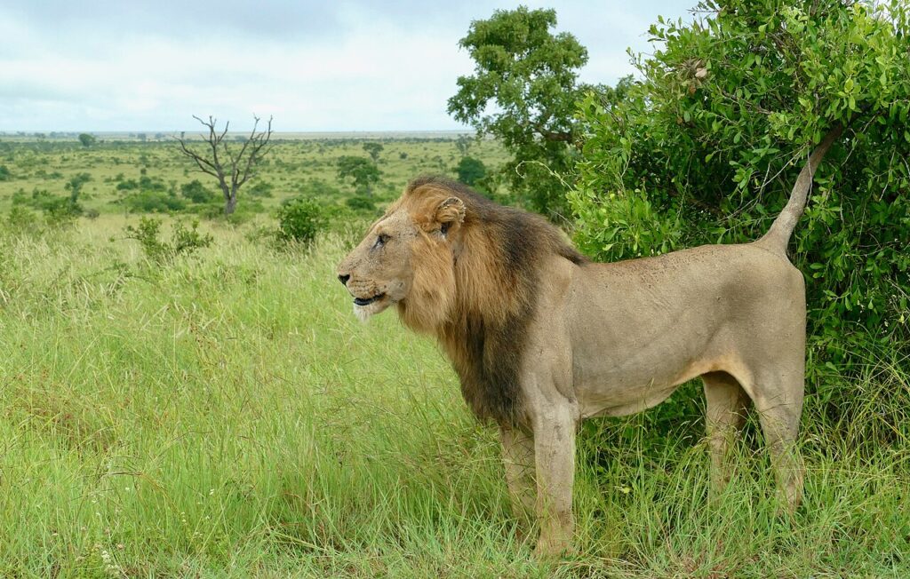 Lion (Panthera leo) marking its territory ... (51847917653)
