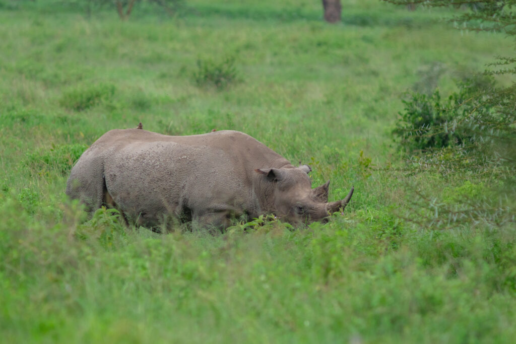 Rinoceronte negro (Diceros bicornis), parque nacional del lago Nakuru, Kenia, 2024-05-18, DD 74