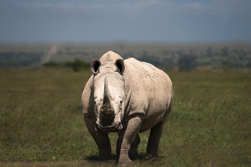 White rhinoceros africa