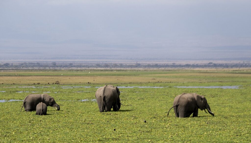 Elephants feeding in the swamps of Amboseli National Park, Kenya