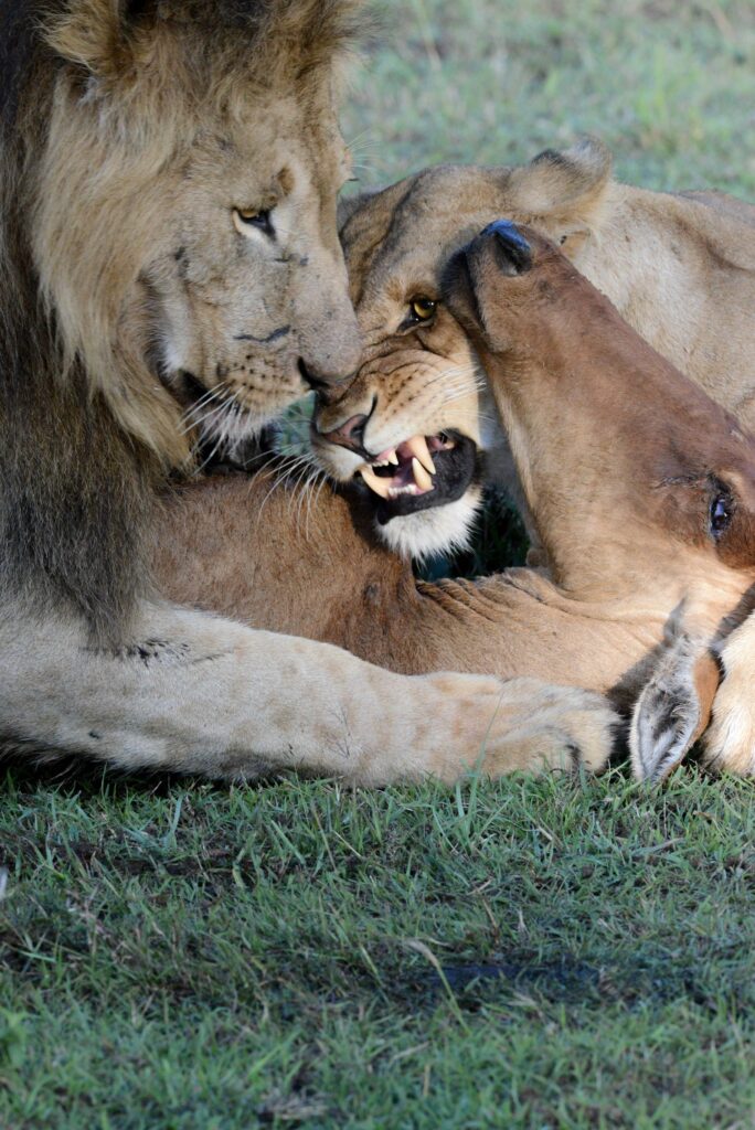 2 lions eating prey4925