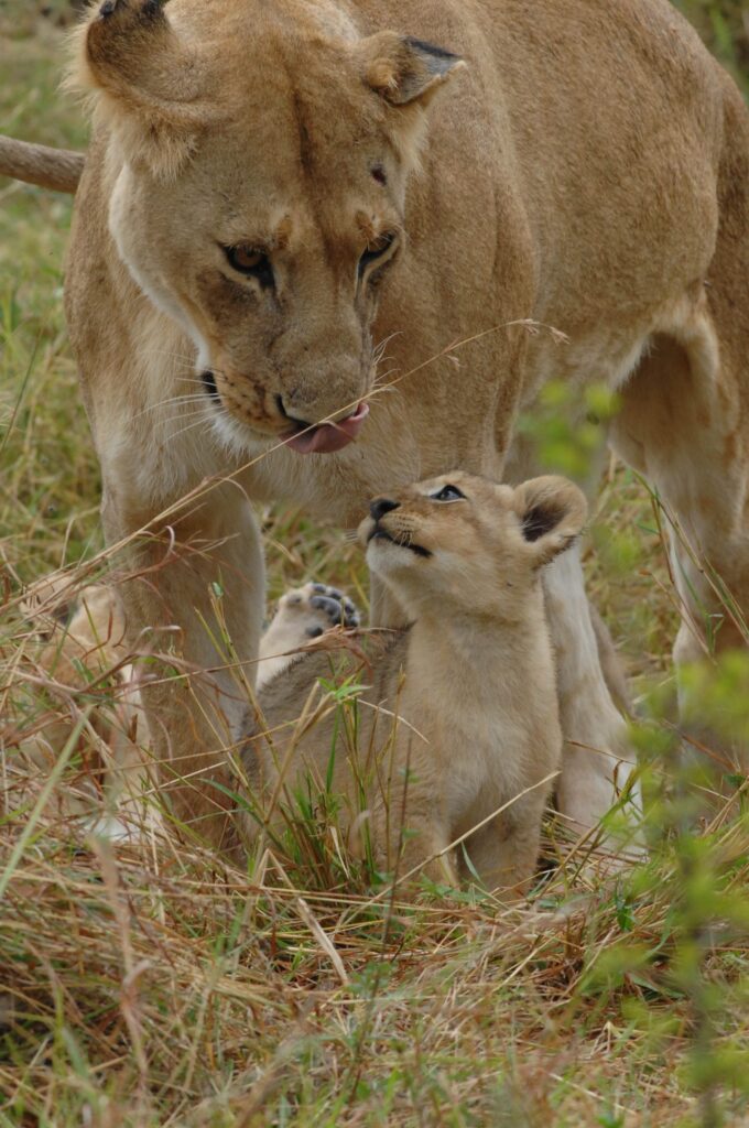 0796 lion with cub
