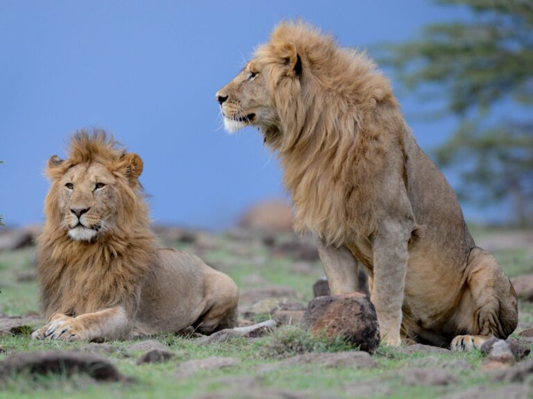 2 adolescent males7005