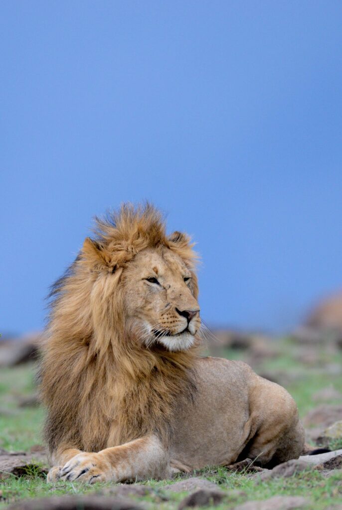 Adolescent male sitting down7009
