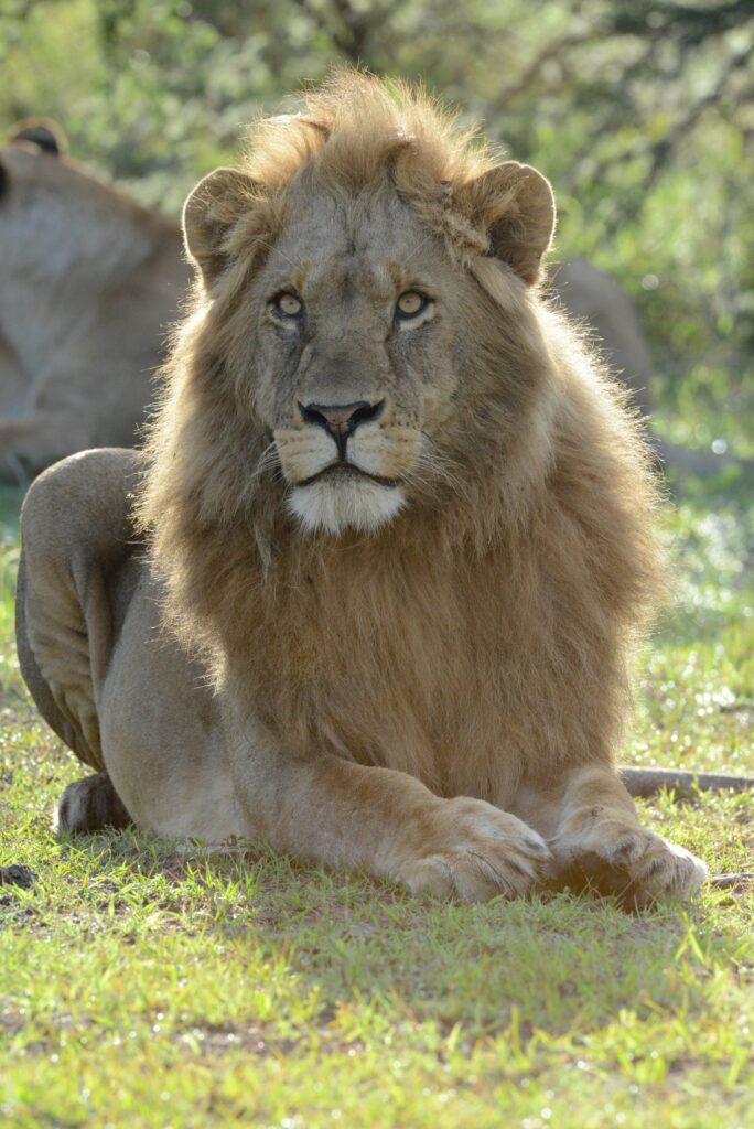 Adult male sitting 301
