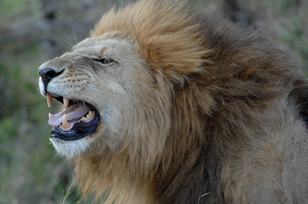 Male baring his teeth