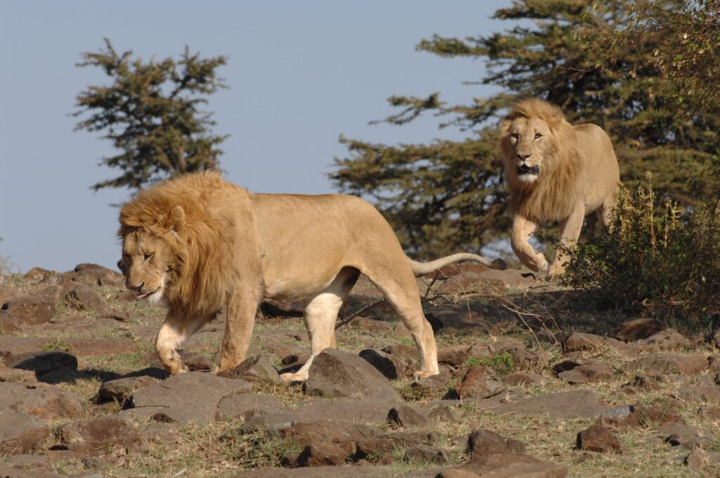 Two males walking