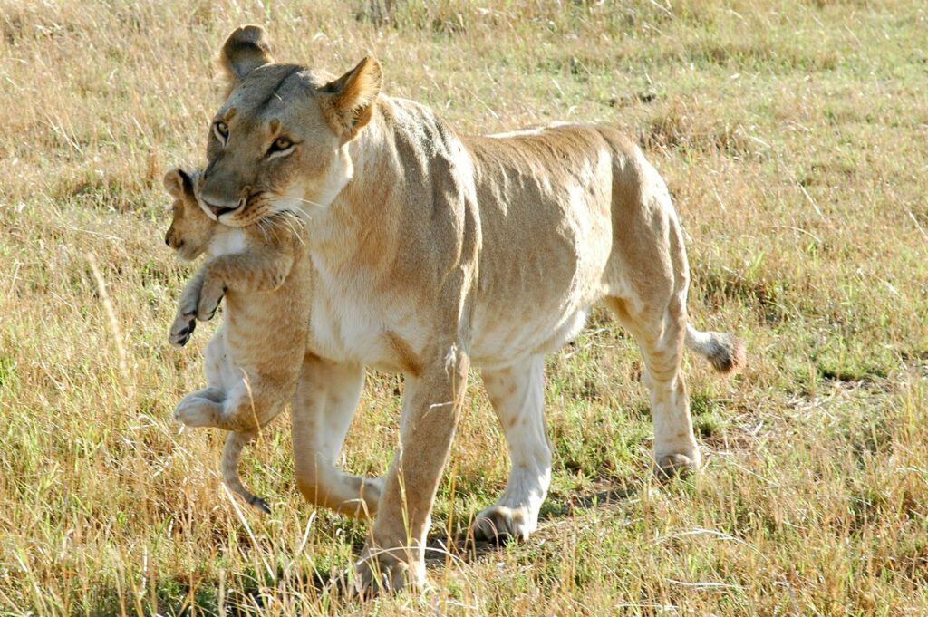 Lioness carrying cub