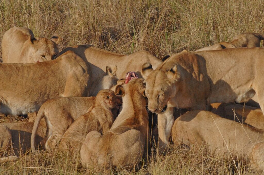 Lionesses and cubs