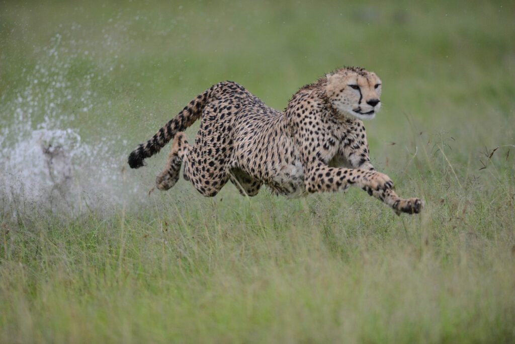 Cheetah running