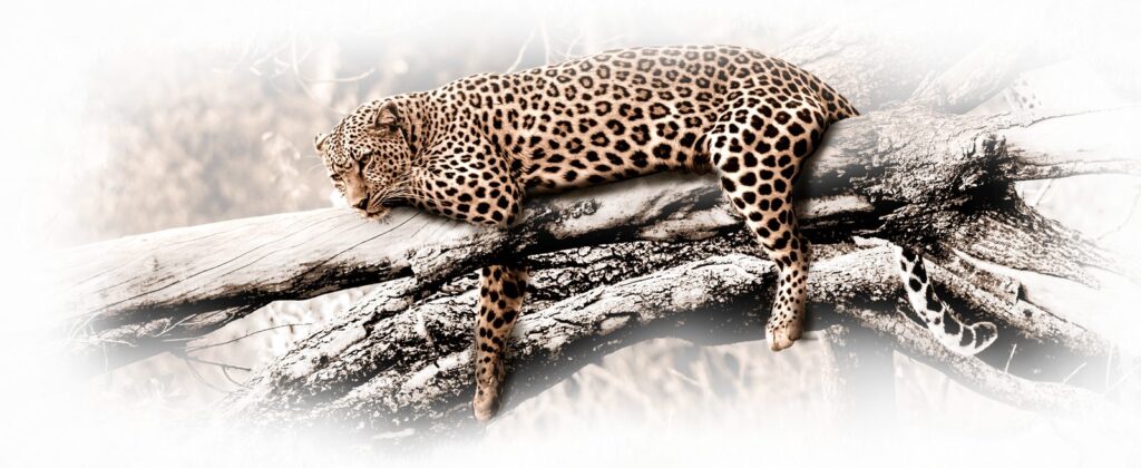 Leopard 4