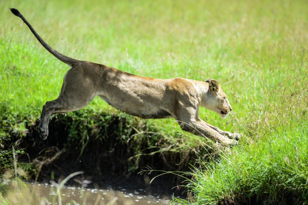 Lioness leaping over water