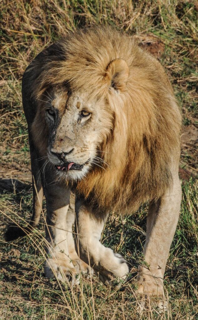 African lion, photograph by Martin Fowkes