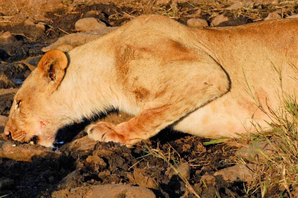 0447 lioness drinking